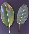 Ficus elastica se blaar (links) in vergelyking met dié van Ficus lutea.