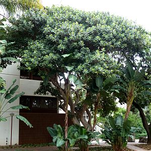 Ficus glumosa, habitus, b, Tuks.jpg