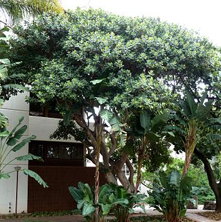<i>Ficus glumosa</i> Species of tree