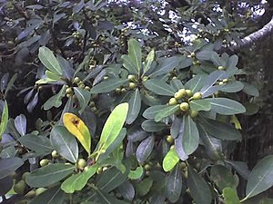 Ficus Natalensis