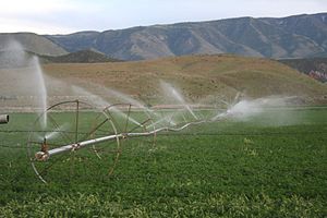 Field west of Glenwood, Sevier County, UT, showing irrigation.jpg