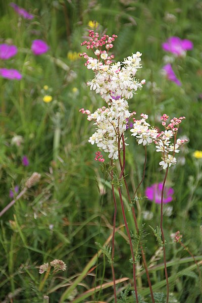 File:Filipendula vulgaris knollmjödurt IMG 8829 hovedöya.JPG