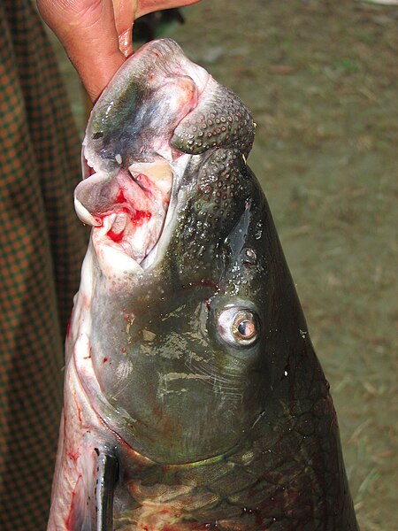 File:Fish Labeo IMG 3542 03.jpg