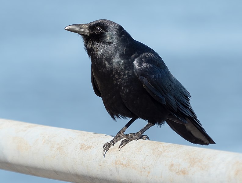 File:Fish crow in Red Hook (42712).jpg