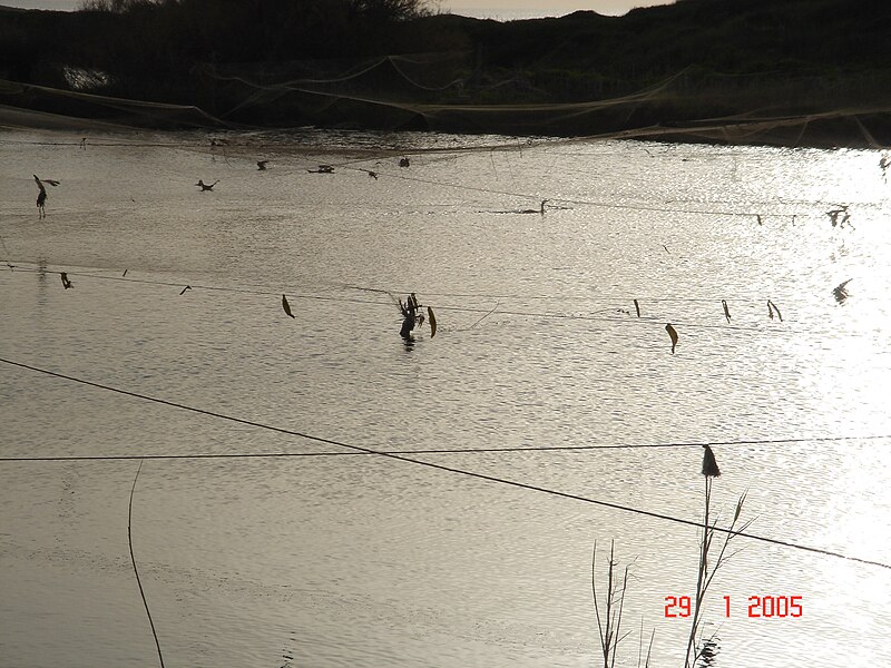 File:Fish pools eastward of HaBonim-Dor beach reserve DSC00561.JPG