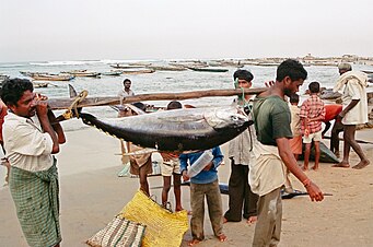 Nelayan dari Visakhapatnam, India, memikul tuna