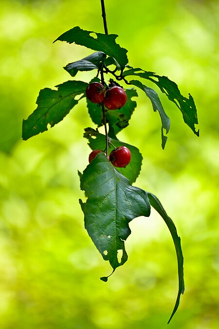 Flacourtia inermis