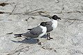 * Nomination Pair of Seagulls (Chroicocephalus ridibundus) on Longboat Key in Florida. --Moroder 19:24, 24 April 2017 (UTC) * Promotion Good sharp focus to the birds --Michielverbeek 19:38, 24 April 2017 (UTC)