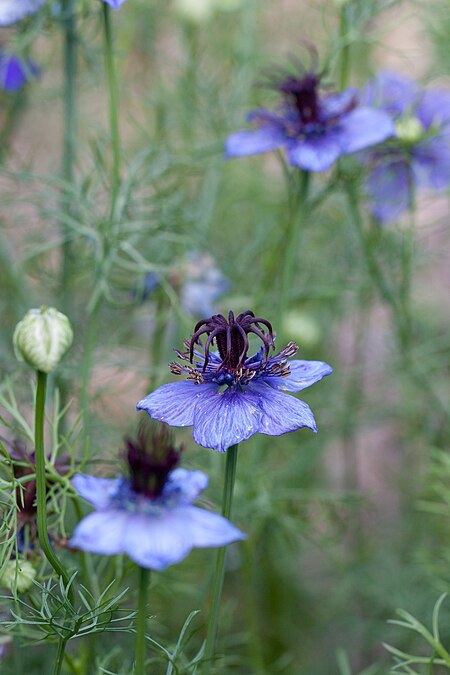 Nigella hispanica