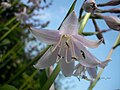 Hosta sp.