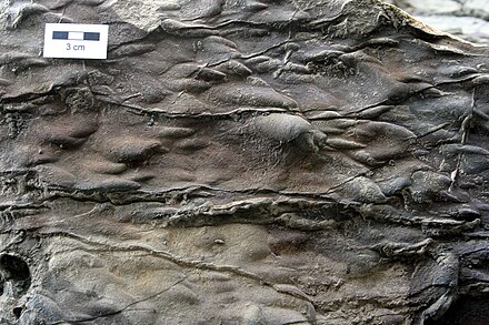 Flute casts on the base of a bed of sandstone from the Inverness Formation, western Cape Breton Island, Nova Scotia Flute casts mcr1.JPG