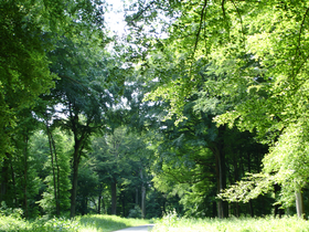 Varietà di specie della foresta Hesdin nel sottobosco del settore Jatte.