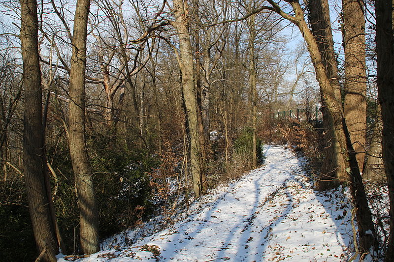 File:Forêt départementale de Beauplan sous la neige 2012 07.jpg