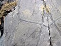 Fossiliferous mudshale (Price Formation, Lower Mississippian; Cloyds Mountain roadcut, Valley Coalfield, Virginia, USA) 23 (30407642601).jpg