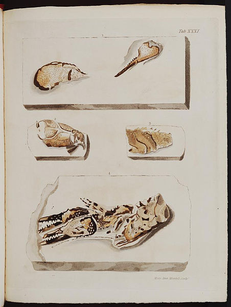 File:Fossils of the South Downs plate 31.jpg