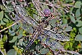 Four-spotted chaser (Libellula quadrimaculata) male Sweden.jpg