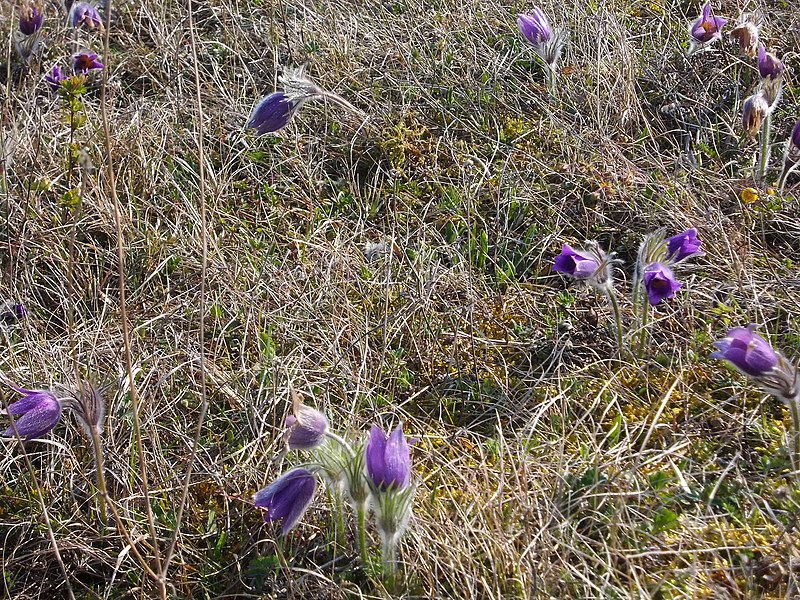 File:Frühlingsrundwanderung Schmücke bei Heldrungen Wilde Kuhschelle zusammen mit den Wildprimel-Himmelsschlüsselchen , Adoniasröschen - später folgen Orchideen und die Silberdistel - panoramio.jpg