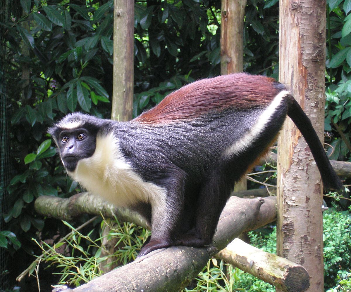 Guenon - Wikipedia