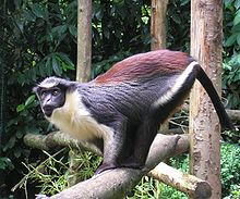 A captive Diana monkey FranceNormandieChamprepusCercopithecusDiana.jpg