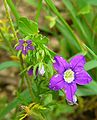 left: Legousia hybrida right: Legousia speculum-veneris