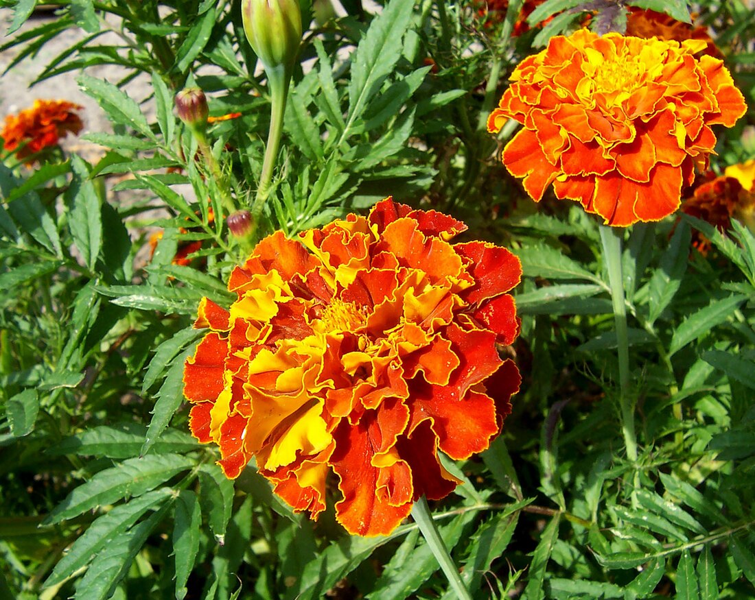 Tagetes