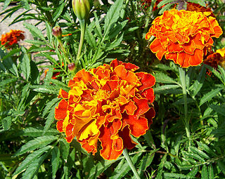 <span class="mw-page-title-main">Marigold (color)</span> Yellow-orange color