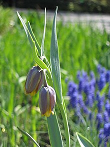 Fritillaria uva-vulpis