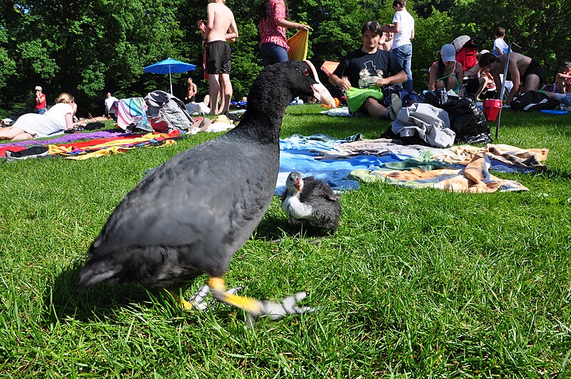 File:Fulica atra - Katzensee 2011-05-29 17-14-44.jpg