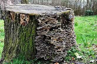 Bracket fungi on a tree stump Fungus in a Wood.JPG