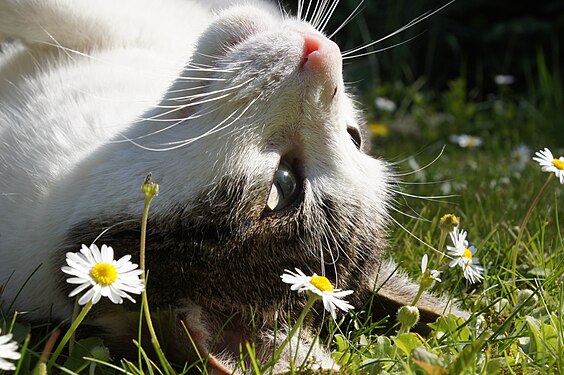 Cat enjoying the sun between daisies