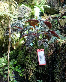 Gasteranthus atratus - Botanischer Garten Marie Selby - Sarasota, Florida - DSC00962.jpg