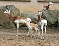 Thumbnail for File:Gazella dama ruficollis Dvur zoo 3.jpg