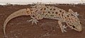 A Mediterranean House Gecko (Hemidactylus turcicus) in Texas, USA