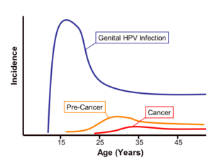 Genital HPV infection incidence graph.png