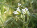 Vanligt høsnagras (Cerastium fontanum)