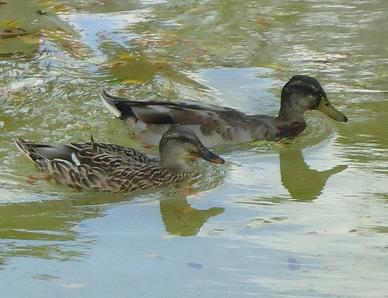 File:Gfp-more-mallards.jpg