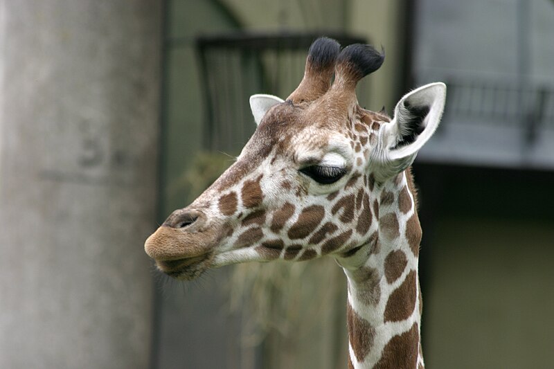 File:Giraffa camelopardalis reticulata head.jpg