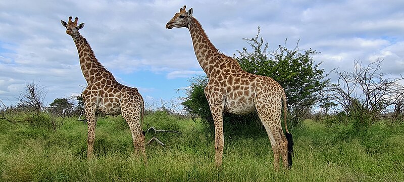 File:Giraffes (Giraffa camelopardalis) (52737287314).jpg