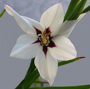 Gladiolus callianthus (1345579492) .jpg