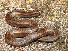 Gomesophis brasiliensis.jpg resminin açıklaması.