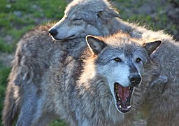 Gray wolf pair (6862200695).jpg