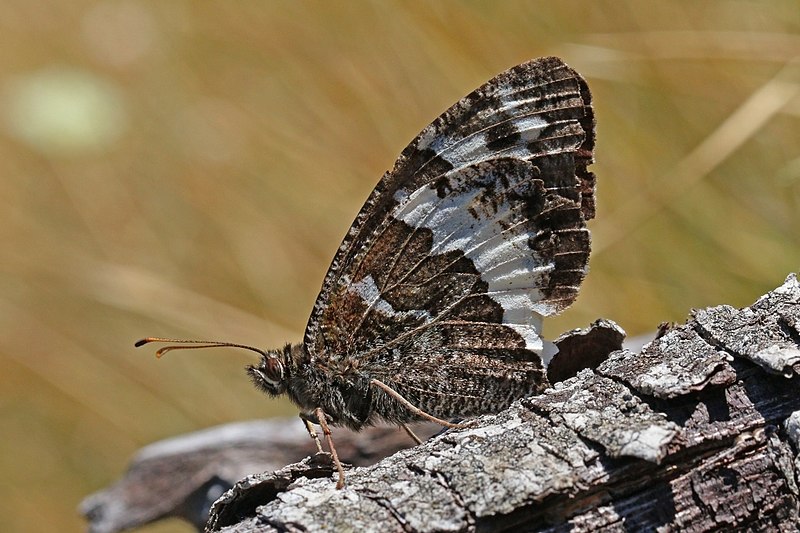 File:Great banded grayling (Brintesia circe) Macedonia.jpg