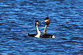 Great crested grebe of our times