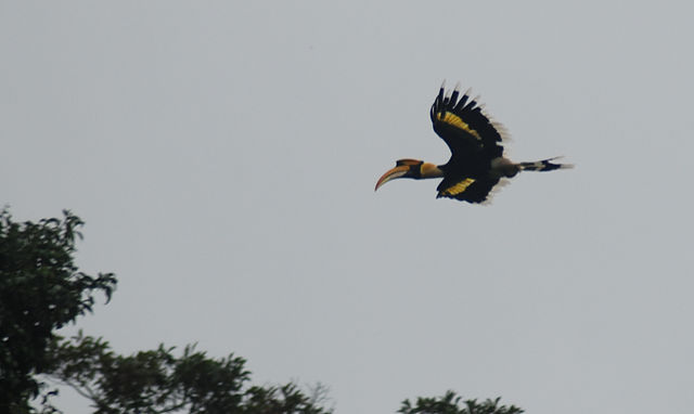 File:Great_hornbill_flying.jpg