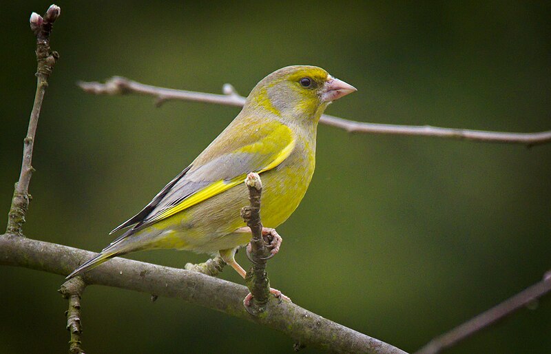 File:Greenfinch (52789485137).jpg