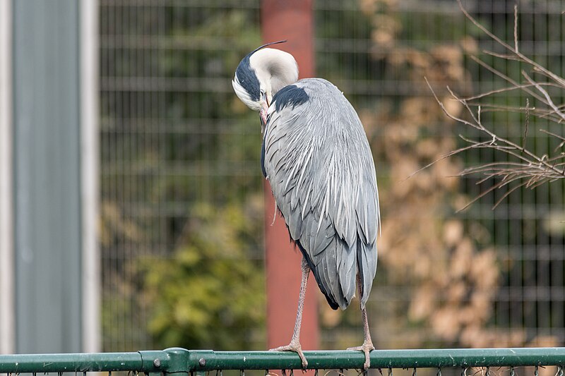 File:Grey heron, Tennōji Zoo (33508519344).jpg