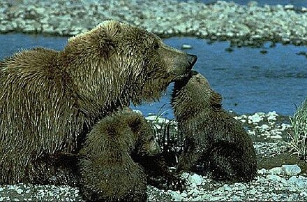 Mother brown bear with her cubs near the McNeil River. Grizzly1.jpg