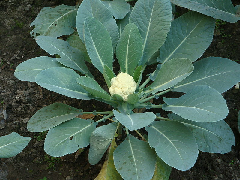 File:Growing Cauliflower.jpg