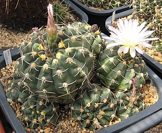 <i>Gymnocalycium uruguayense</i> Species of cactus