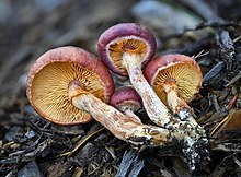 Gymnopilus luteofolius underside Gymnopilus luteofolius Washington gills.jpg